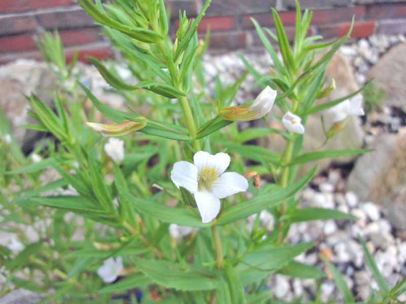 Gratiola officinalis - Gnadenkraut