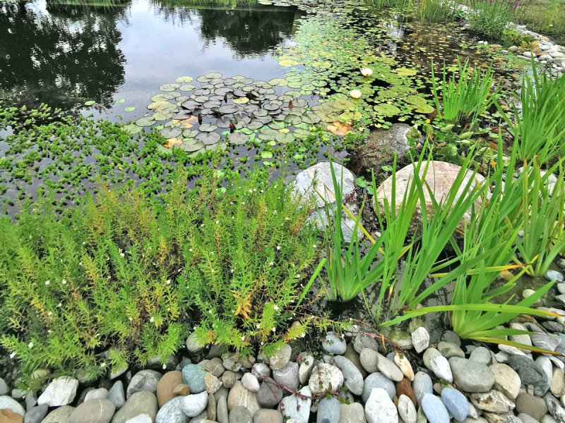 Gratiola officinalis - Gnadenkraut