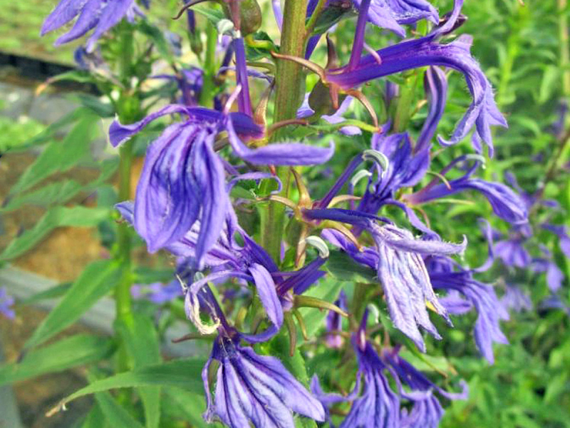 Wasserpflanze blaube Lobelie
