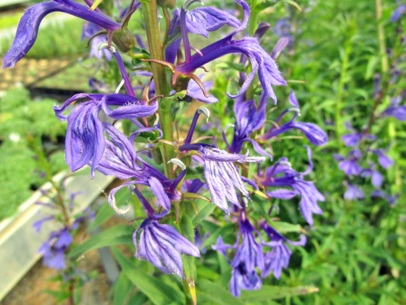 Wasserpflanze blaube Lobelie