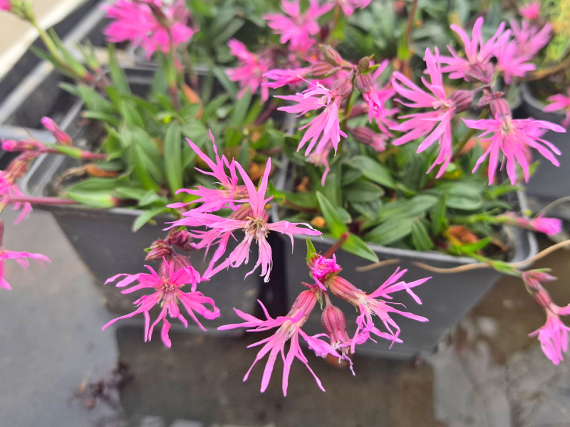 Zwergkuckucksblume - Lychnis flos cuculi nana