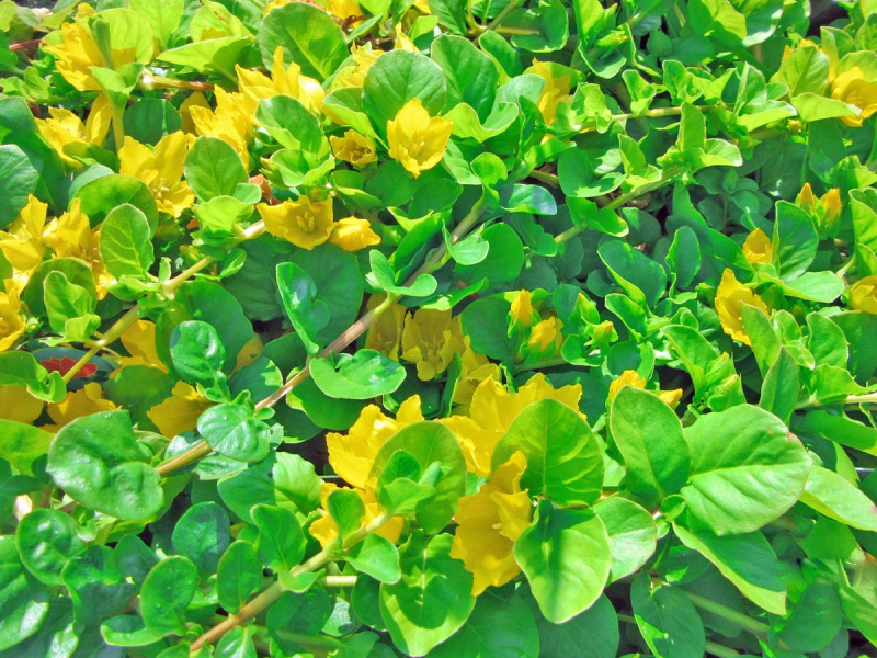Pfennigkraut - Lysimachia nummularia