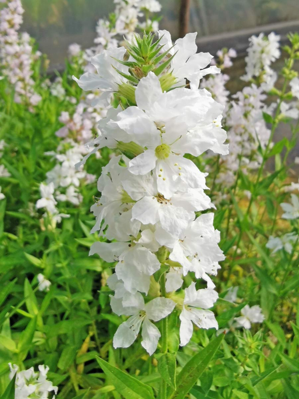 Blutweiderich Teichpflanze 3er Set - Winterharte Wasserpflanze Lythrum Salicaria Mit Purpurroten Blüten