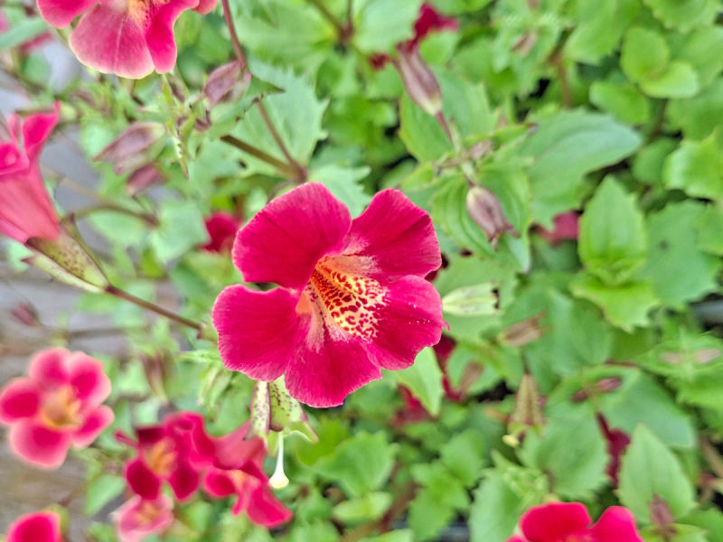 rote Gauklerblume - Mimulus cupreus 'Roter Kaiser'