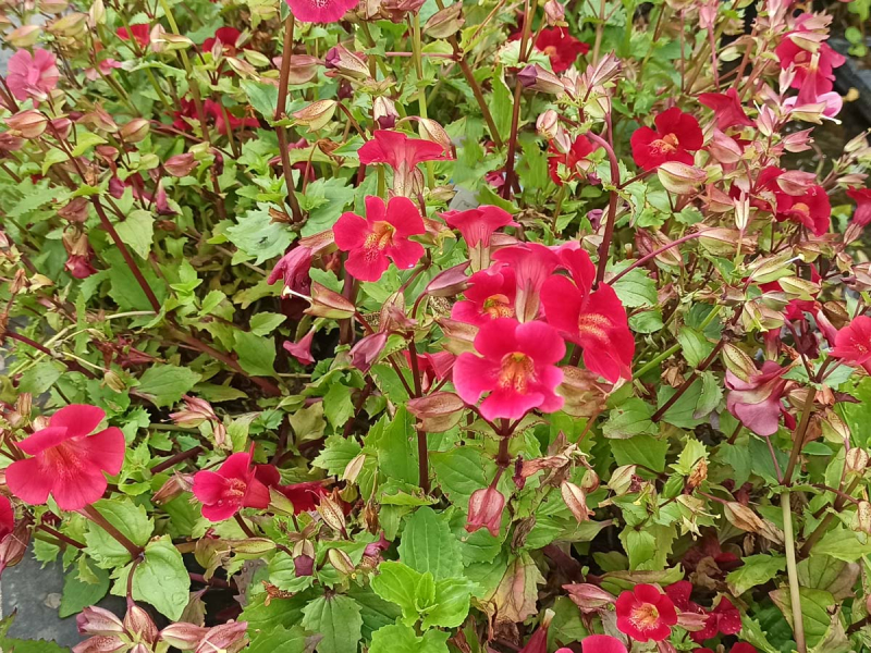 rote Gauklerblume - Mimulus cupreus 'Roter Kaiser'