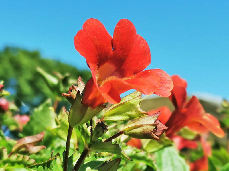 rote Gauklerblume - Mimulus cupreus 'Roter Kaiser'