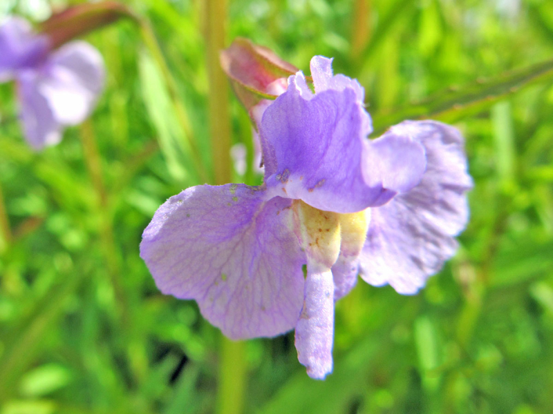 Blaue Gauklerblume - Mimulus ringens