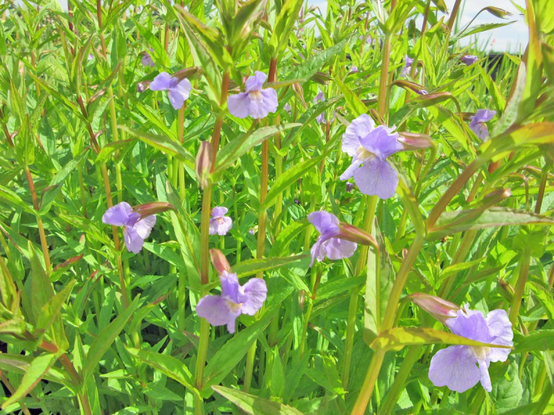 Blaue Gauklerblume - Mimulus ringens