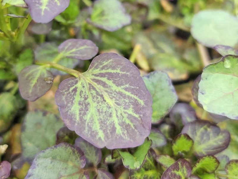 Lila Brunnenkresse - Nasturtium x officinalis