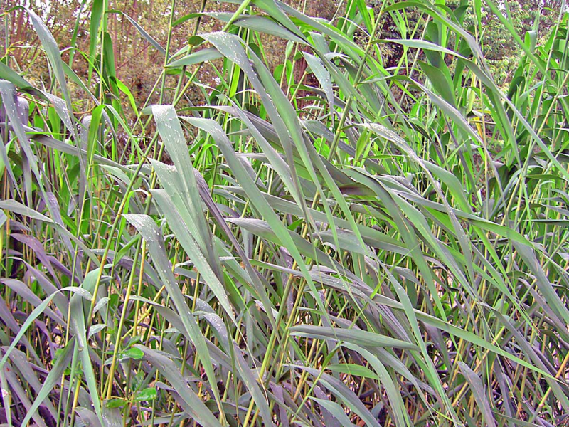 Zwergschilfrohr - Phragmites australis Humilis