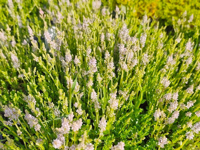 Rundblättriger Rotala grün - Rotala rotundifolia green