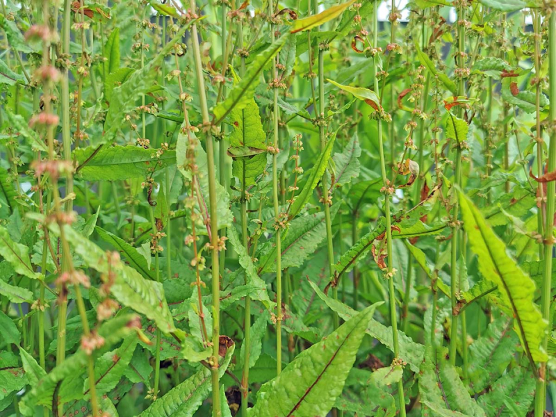 Kaufgründe