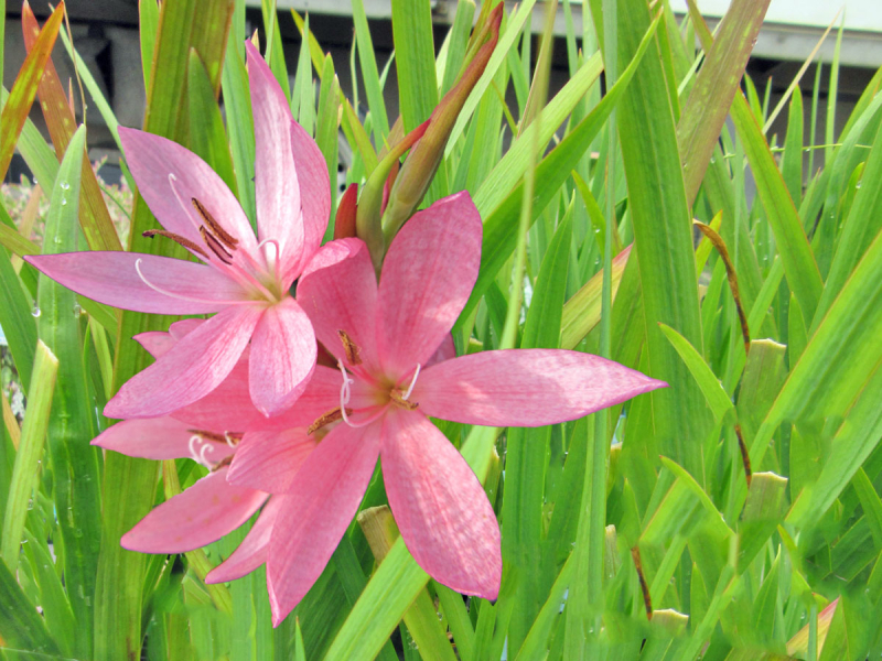 Spaltgriffel rosa