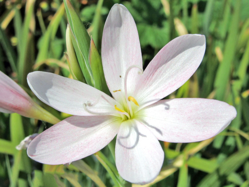 Spaltgriffel weiß - Schizostylis coccinea