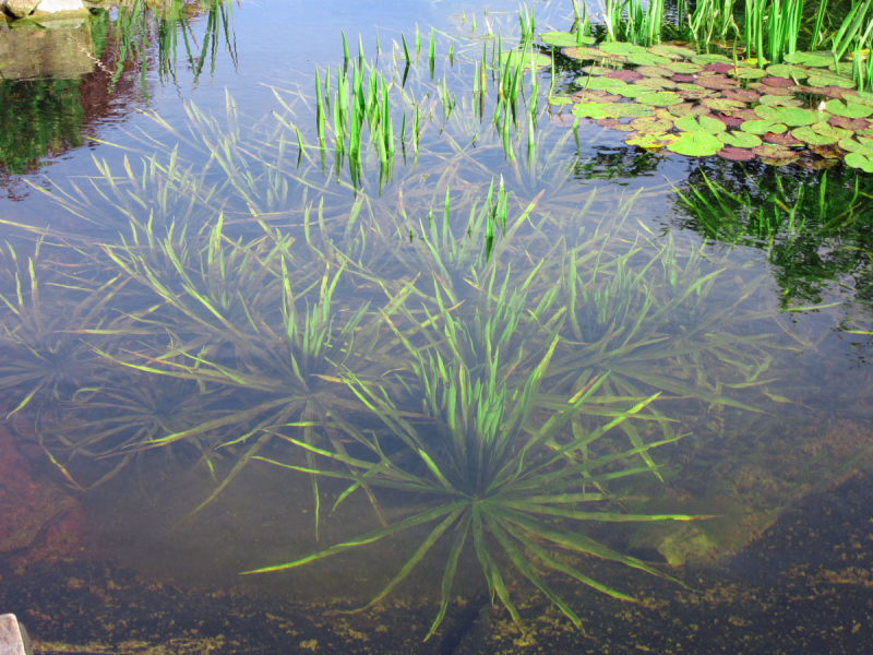 Wasseraloe Zyklische Teichpflanze 3 Krebsscheren Schwimmpflanze 