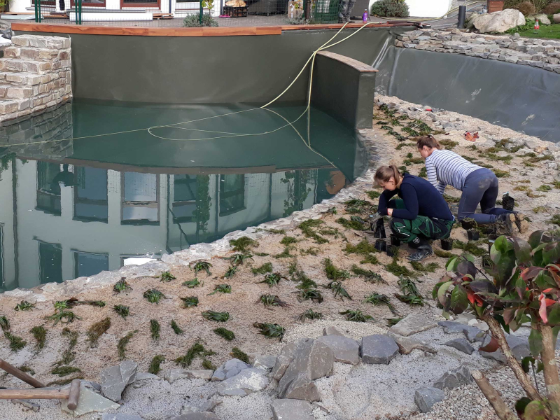 Wasserpflanzen liefern und einpflanzen