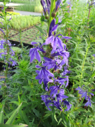 Lobelia sessilifolia - blaue Lobelie