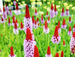 Orchideenprimel – Primula vialii