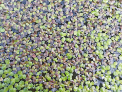 Wasserlinsen Mix - mittlere Portion - ca. 4000 Einzelpflanzen