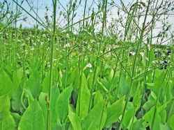 Alisma plantago - Froschlöffel