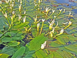 Aponogeton distachyos - afrikanische Wasseraehre
