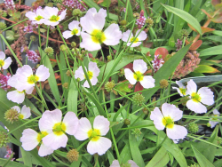 Igelschlauch - Baldellia ranunculoides