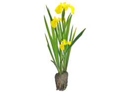 Iris pseudoacorus - gelbe Schwertlilie