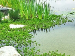 Tausendblatt - Myriophyllum hippuriodes
