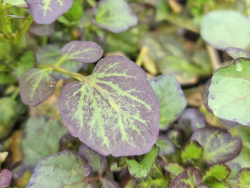 Lila Brunnenkresse - Nasturtium x officinalis