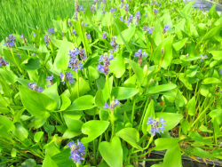Hechtkraut - Pontederia cordata