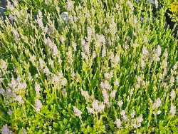 Rundblättriger Rotala grün - Rotala rotundifolia green