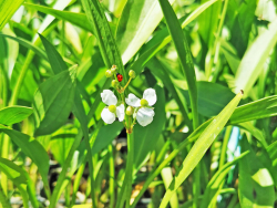 grasblättriges Pfeilkraut - Sagittaria graminea