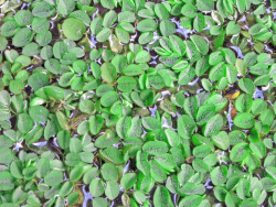Schwimmfarn-Salvinia-minima