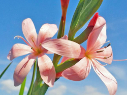 Spaltgriffel rosa